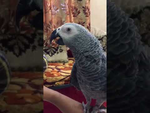 African grey parrot #parrots #bird #video