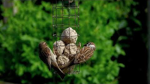 Tree Sparrow and House Sparrow comparison