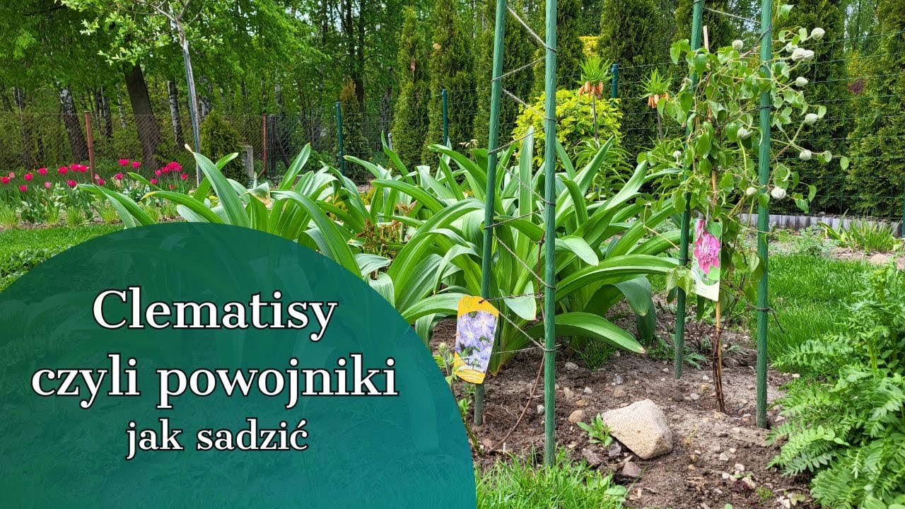 CLEMATISY CZYLI POWOJNIKI  🌺JAK SADZĘ NOWE ODMIANY 🌺WIOSENNY NAWÓZ