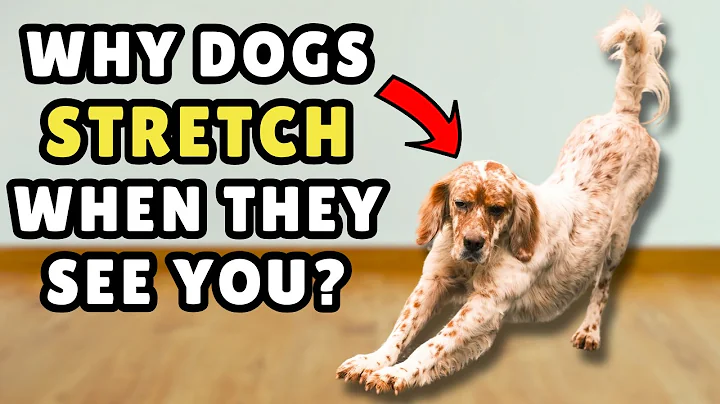 Does Your Dog Stretch When They See You? ➡️ This Is What It Really Means