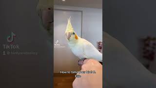 How to tame your pet bird! ft. Ellie the cockatiel 🐤