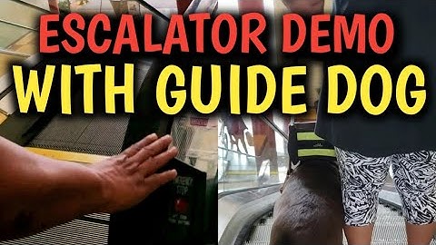 💫 HOW DOES A BLIND PERSON RIDE AN ESCALATOR? | GUIDE DOG FINDS ESCALATOR