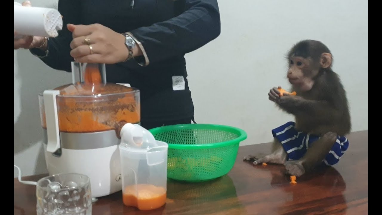 Mom Makes Carrot Juice For Monkey Doo With A Juicer