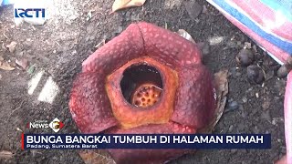 Viral Penemuan Bunga Bangkai di Halaman Rumah Warga di Padang #SeputariNewsPagi 11/02