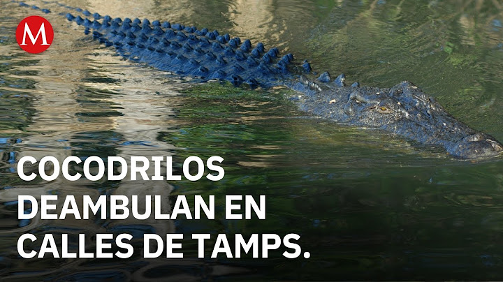 In Tamaulipas, crocodiles are captured in the streets after heavy rains.