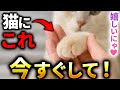 【99%が知らない】猫が本当に喜ぶ愛の伝え方12選