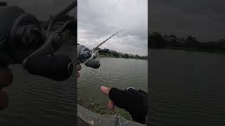 Shimano Calcutta Conquest DC 100 #cauca #fishing #câulure #fish #bassfishing #shimano