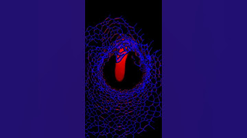 Abstract Psychedelic Rock Music Video