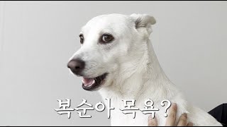 복순이 목욕시리즈 만큼 웃긴 새로운 개인기 발견함ㅋㅋ