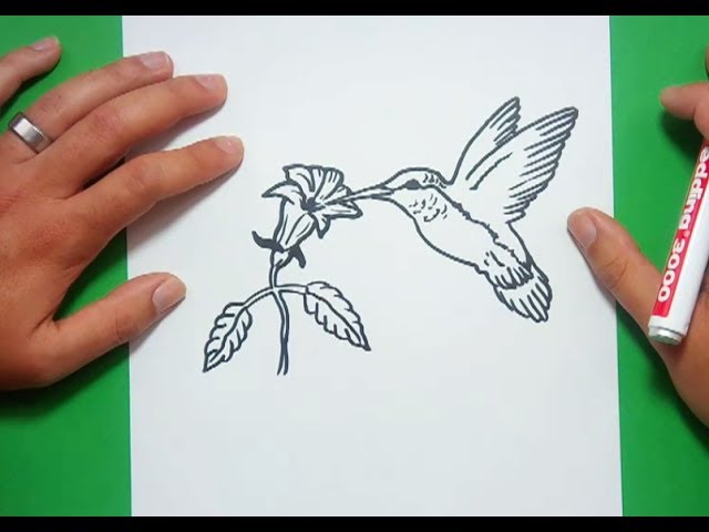 Como dibujar un colibri paso a paso | How to draw a hummingbird - thptnganamst.edu.vn