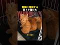 無限に増殖する茶トラ猫たち