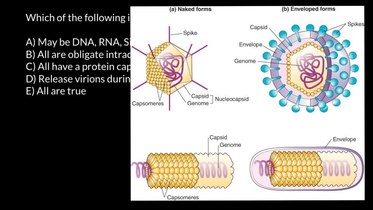 Virus vs virus. Вирион. Вирион вирус вироид. Hepatitis e virus structure.