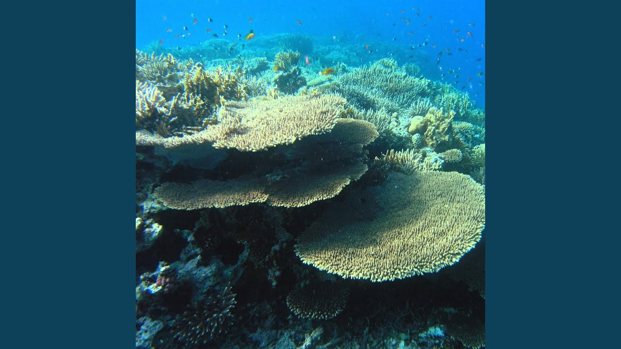 coral that is damaged
