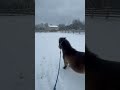Bruno judging the other horses for making bad decisions in the snow #minihorse #horse #cute #pony