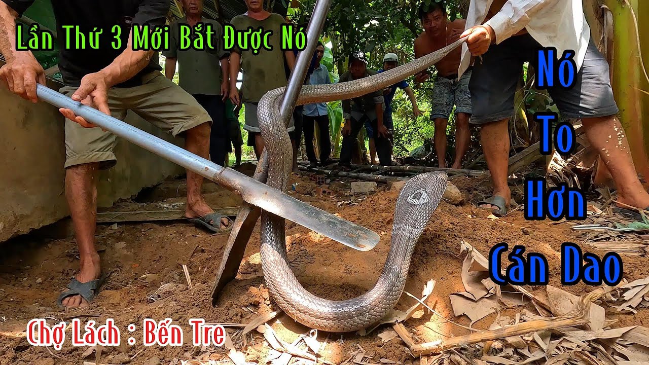 Rắn Hổ Mang Hàng Khủng Nó Nằm Trong Nhà Dân Nó Lột 3 Lần Da Đã Bị Nhóm Thợ Săn Chinh Phục : MTSB