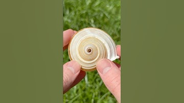 This Gastropod has the Golden Ratio!!! #shorts #rockhounding #fossils