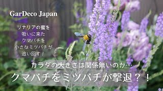 ミツバチがクマバチを撃退 Youtube
