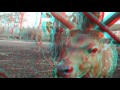 Nature  animal 3d movie redcyan anaglyph 3d