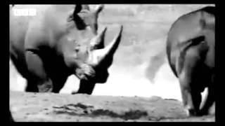 Full Knobs & D-Rix - Rhino - FREE DOWNLOAD Guide