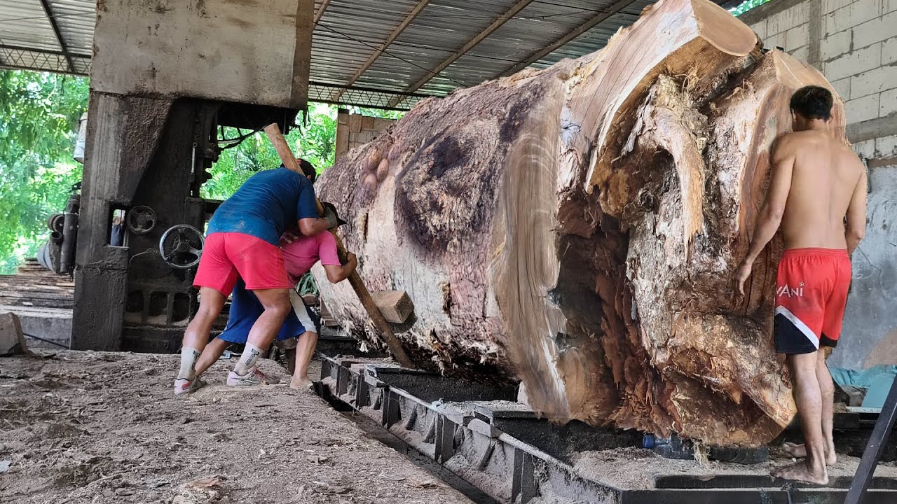 Super extreme!! The power and craftsmanship behind the giant trembesi ...