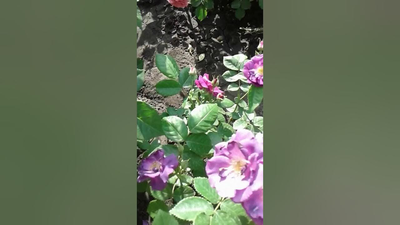 цветение роз видео
