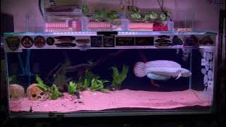 Channa Barca Malaysia