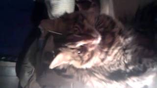 Cute Kitty Cam