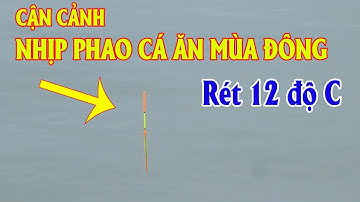 Cận Cảnh Nhịp Phao Đài Trong Thời Tiết Rét 12 độ C | Cách Bắt Nhịp Phao Câu Cá Mùa Đông | Câu Đài