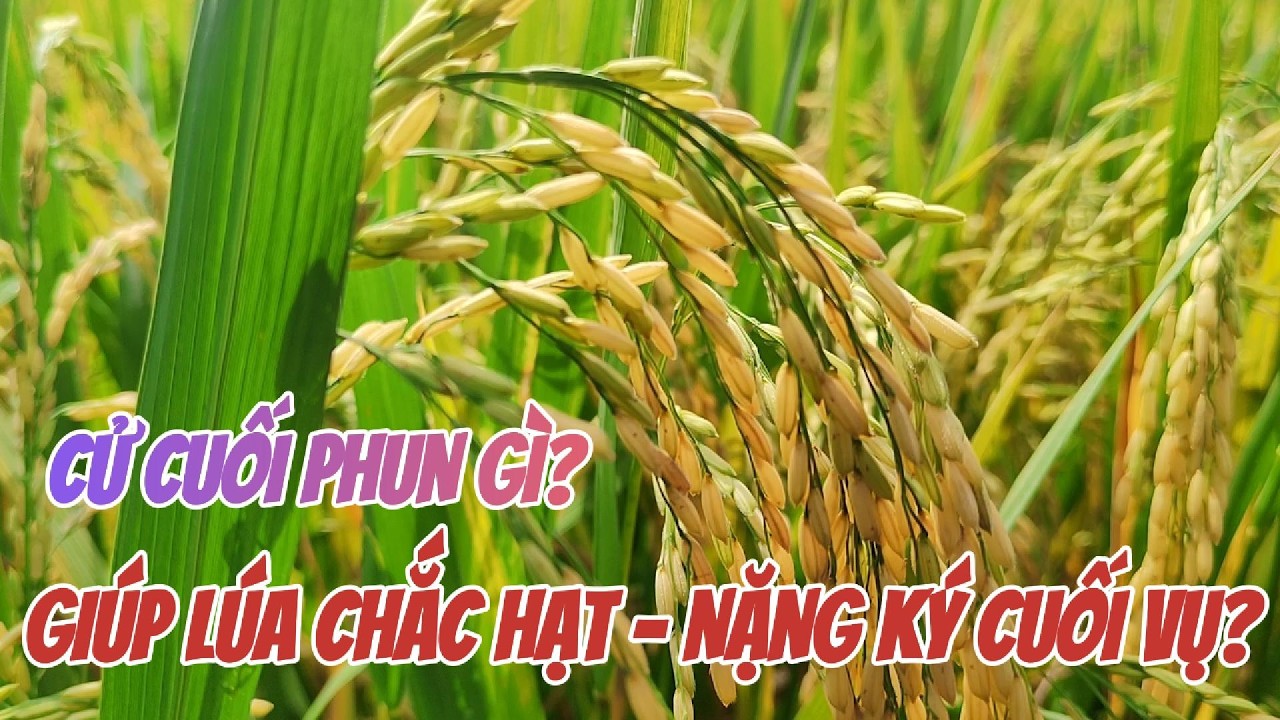 Cử phun cuối – Giúp lúa chắc hạt, nặng ký cuối vụ | Hai Lúa Vàng