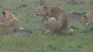 Tenderness between lions