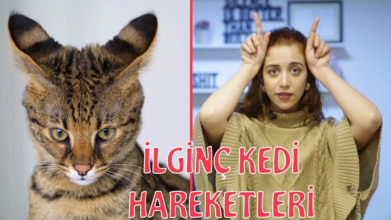 Kedi Dili Ve Edebiyati Kedilerde Beden Dili Nasildir Youtube