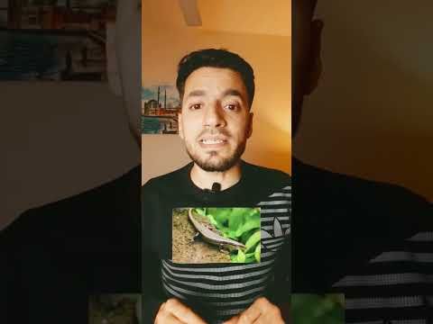 ألوان دم مختلف عند الكائنات عن دم الانسان