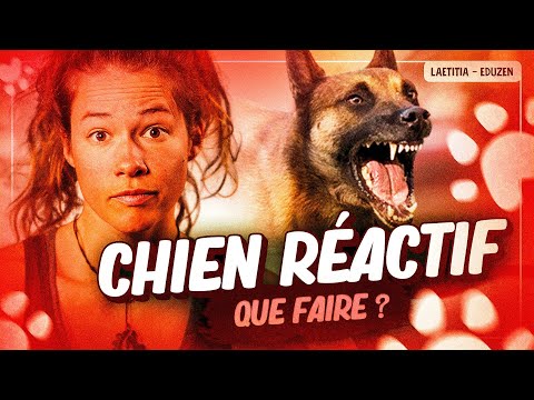 Vidéo: Précautions relatives aux tiques et conseils de sécurité pour les propriétaires de chiens et leurs animaux domestiques