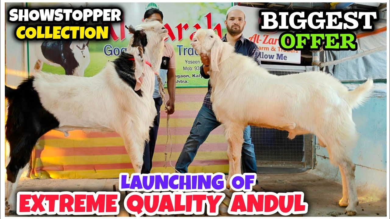 EXTREME Biggest ANDUL Collection Of Kalyan | SHOWSTOPPER | Al Zarah Goat Farm |