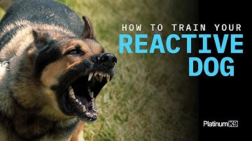 Dog Reactivity Training #4 | How to Train a Reactive Dog - Professional Dog Training Advice