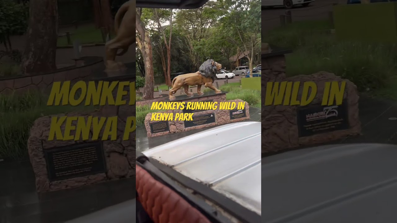 Wild monkeys#wildlife #exploreculture #nairobi national park #africa #explore culture #Maxventuretv