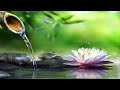Bamboo Water Fountain Healing & Piano Relax 24 7 No Ads 自然の音とともに音楽をリラックス バンブーウォーターファウンテン 癒し音楽BGM