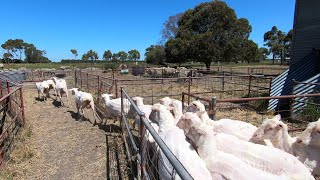 Shearing Its Hot And Hard Work. Sheep Farming In Australia. Dohne-Merino Sheep