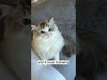 This Cat Acts like a Dog #pets #cute #cat