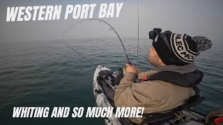 Action Packed Western Port! Whiting And 5 Other Species!
