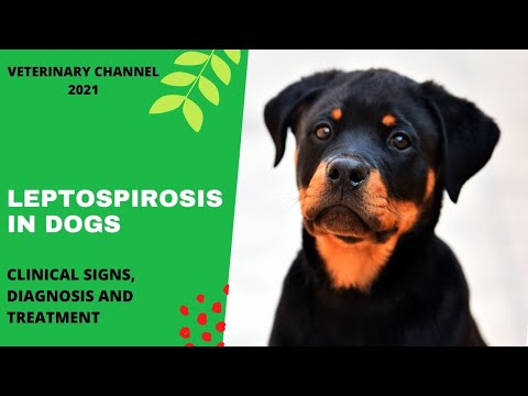 Video: Leptospirosis In Dogs: Symptoms, Causes, Treatment