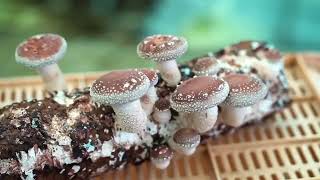 Выращивание грибов Шиитаке в Японии