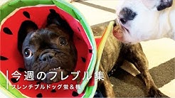 Frenchbulldog Hotaru Kaede Youtube Frenchbulldog Hotaru Kaede Youtube