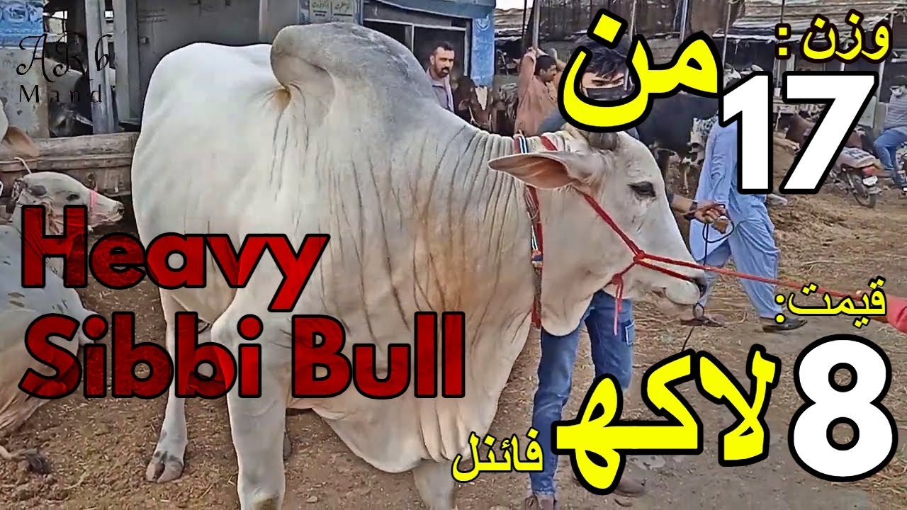 BEAUTIFUL SIBBI BULL FOR QURBANI 2021 | NAVAL COW MANDI KARACHI | BAKRA EID 2021