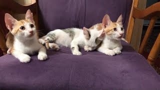 No synchronized kitten game homan, I want sleep
These synchronized cute kittens are Wittys kittens; the one sleeping is Moon! This is during their temporary stay indoors. The adorable kittens enter with their friendly mom cat in the morning for food, cuddles, and naps. Then they meow to leave and come the next day.
About us:
We are cat lovers! and our channel is all about cats! Specifically, those with no family to love them: stray cats.
Unfortunately, our local environment is hostile to stray cats; they hardly trust humans, and they barely feed them. ( Some humans actually do harm them)
So we decided to care for all stray cats and kittens that stumble upon us and share the love we get in return so that everyone can see how adorable, beautiful, and gentle stray cats are. :)
We hope to convince everyone that all stray cats are worthy of love, food, and shelter, so every like and subscription means a lot to us; we appreciate your support!
Keywords:
No synchronized kitten game homan, I want sleep
cute adorable synchronized kittens sleep play purr meow
#kitten #cute #funnycats No synchronized kitten game homan, I want sleep
