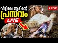 കുഞ്ഞാടിന്റെ കരച്ചിൽ കേട്ടോ 😍 വീട്ടിലെ ആടിന്റെ പ്രസവ വീഡിയോ#GoatBirth #GoatDelivery #BabyGoat