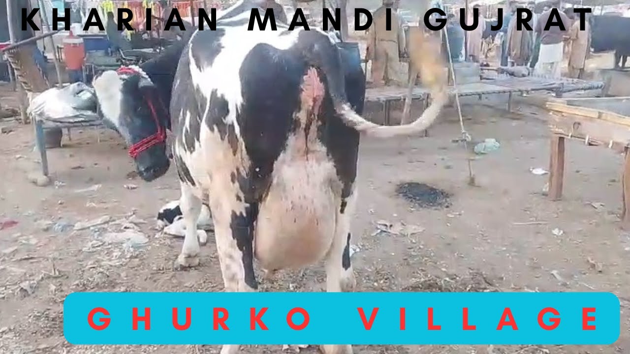 GHURKO VILLAGE/kharian Mandi Gujrat Pakistan