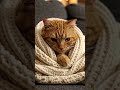 Cute, sad cat wrapped in a comfy blanket #aishorts #cat #cute #animals #cutecat #funny #ai