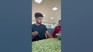 Cardamom auction #kerala #spices #uae #india #inspiration