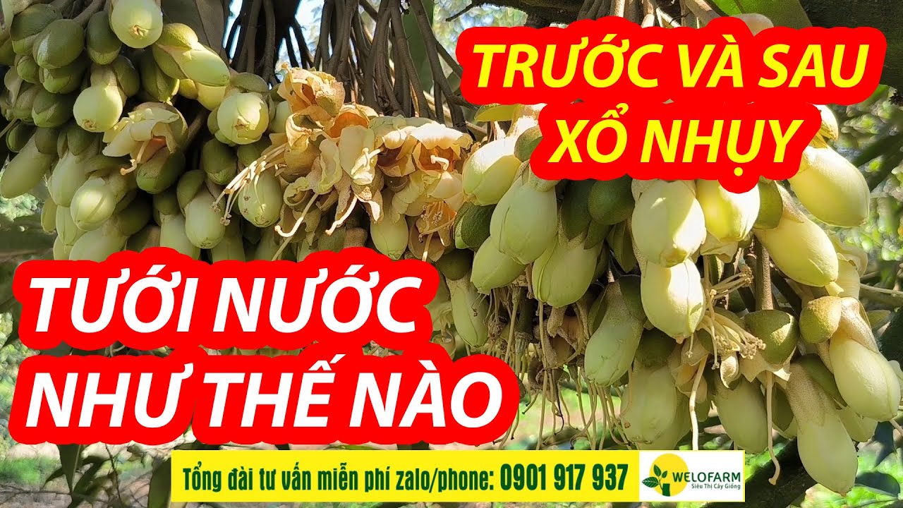 CÁCH TƯỚI NƯỚC SẦU RIÊNG KHI BÔNG XỔ NHỤY - TRÁNH RỤNG TRÁI NON